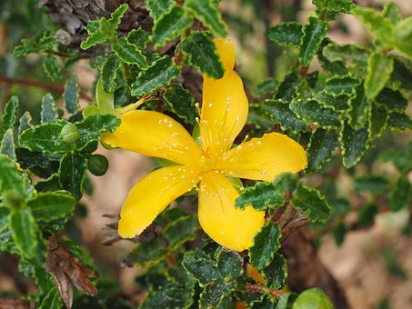 St John`s Wort