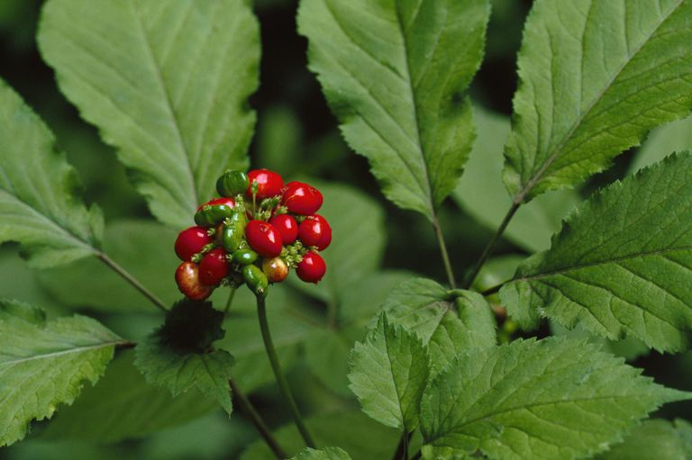 American Ginseng 