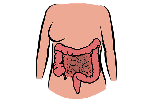 the digestive system