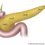 pancreas_anatomy_label