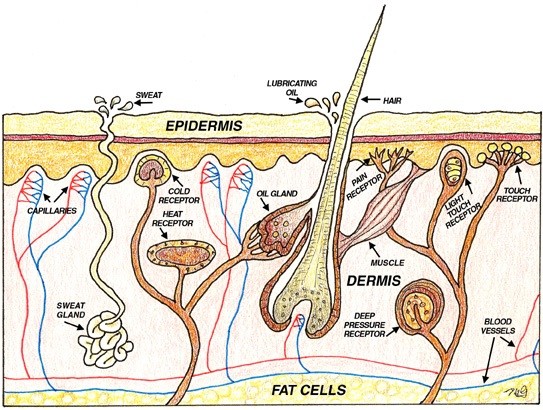 Skin Diagram