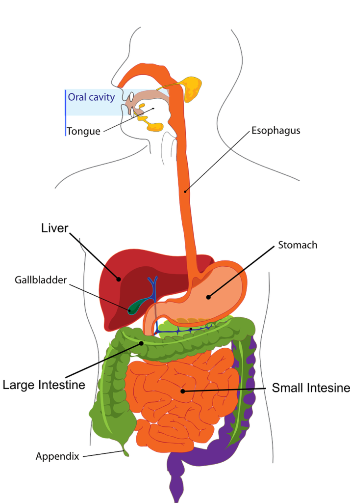 digestion