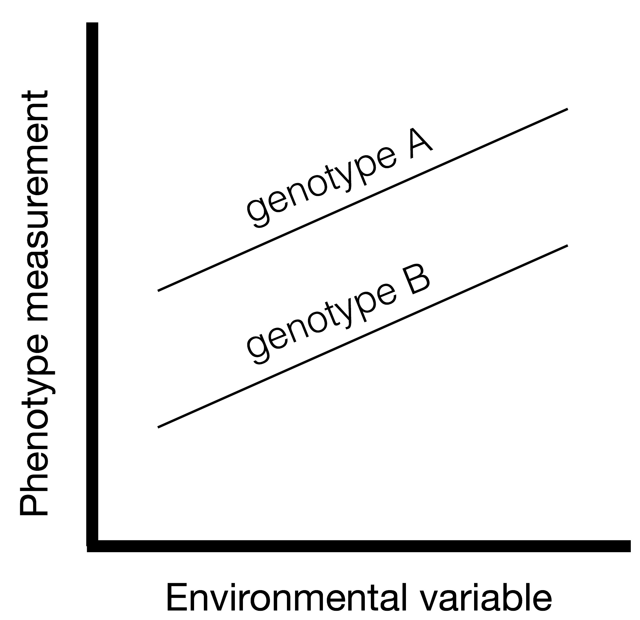 genotype