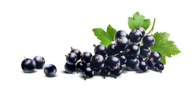 black currant