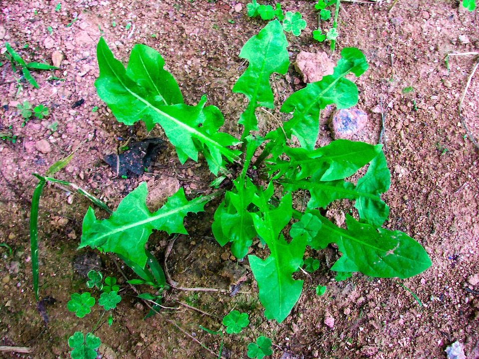 dandelion leaf