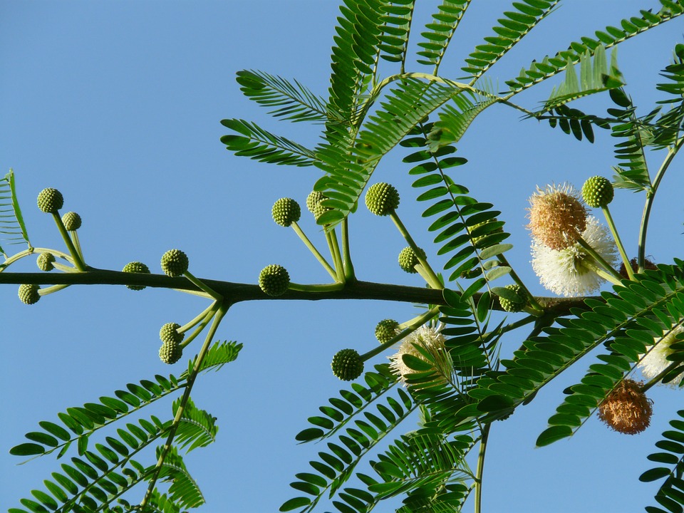 acacia