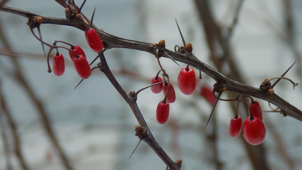 barberry