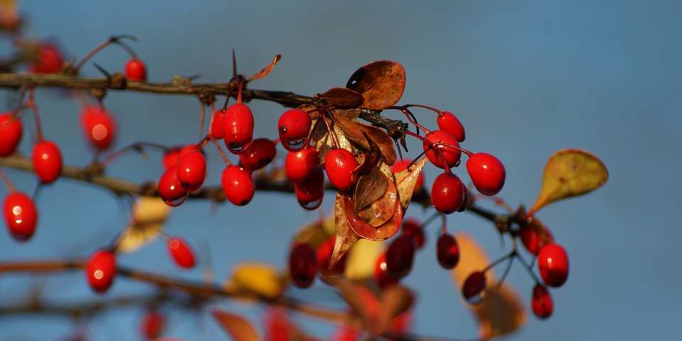 barberry