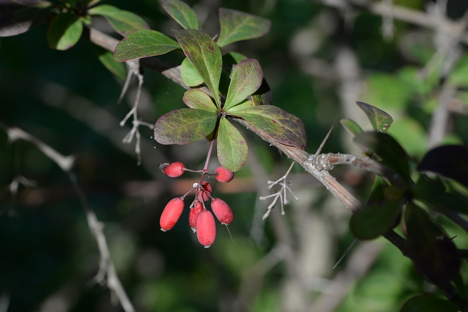 barberry