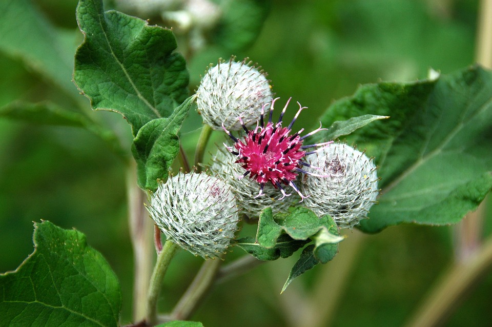 burdock