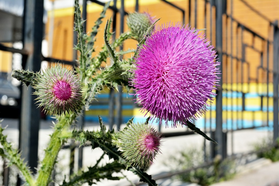 burdock