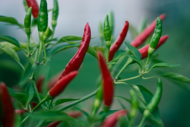 cayenne pepper