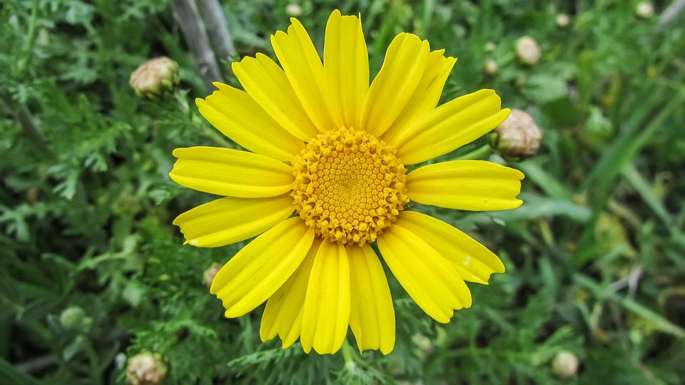 arnica