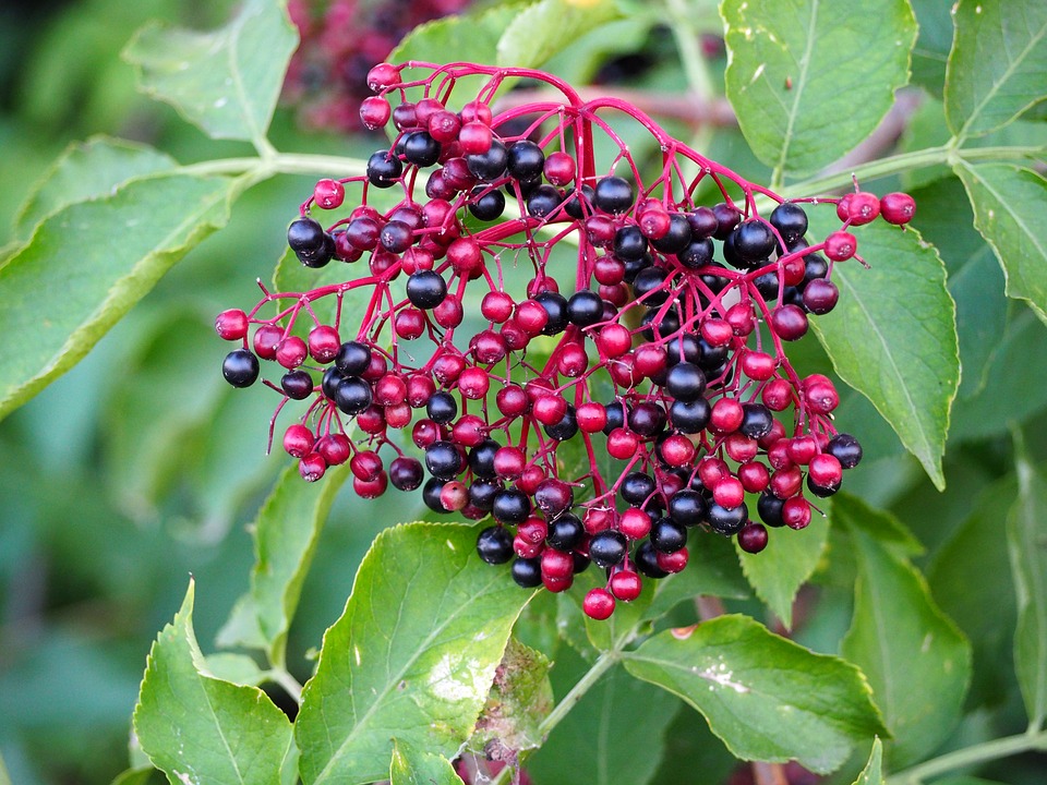 elderberries