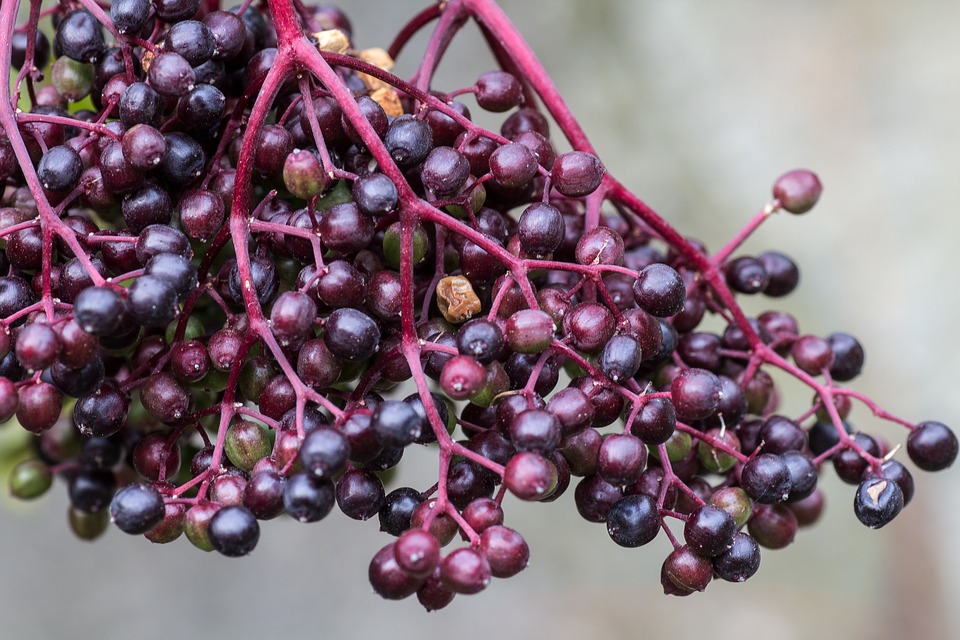 elderberries