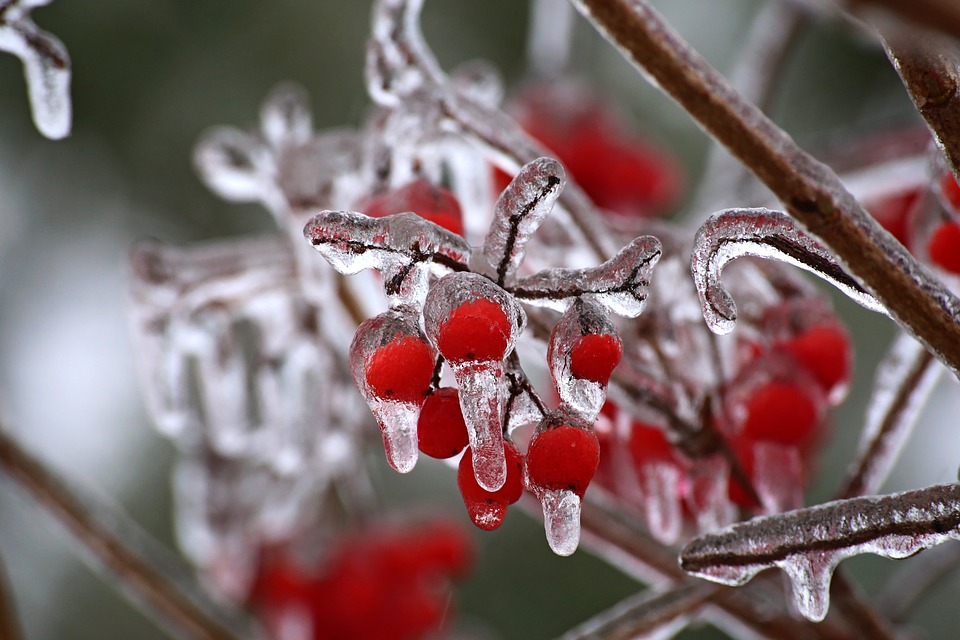 hawthorn berries