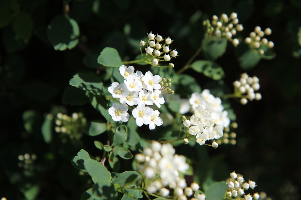 meadowsweet