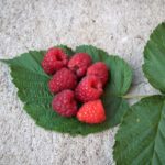 raspberry leaf