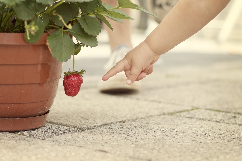 strawberry leaves