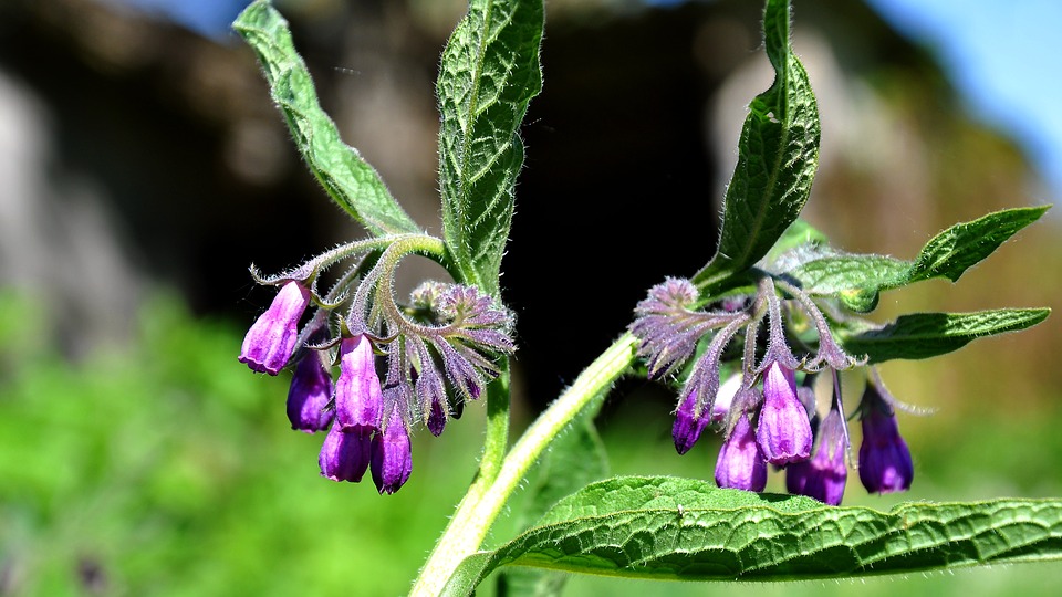 comfrey