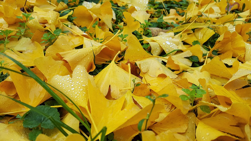 ginkgo