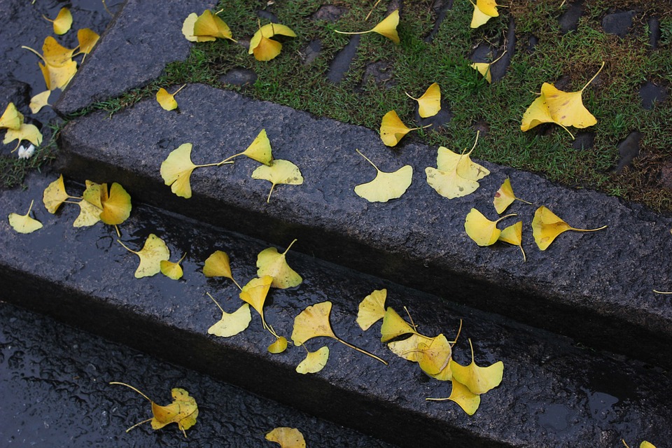 ginkgo