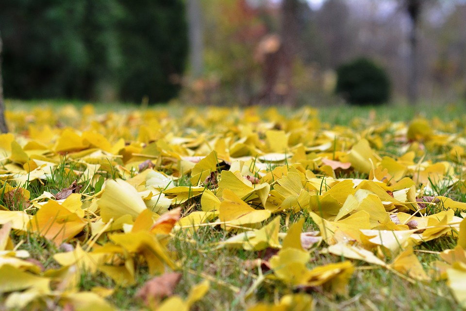 ginkgo