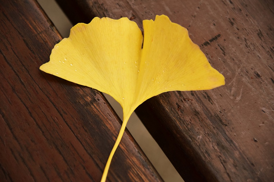 ginkgo