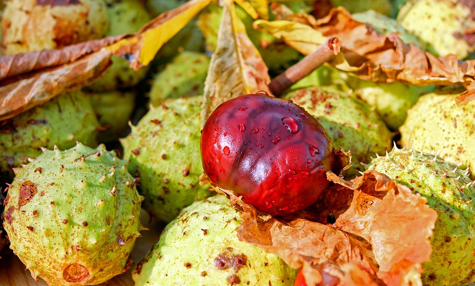 horse chestnut