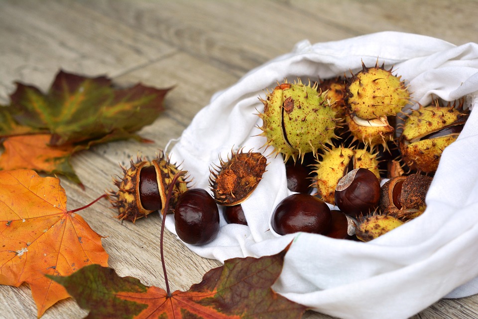 horse chestnut