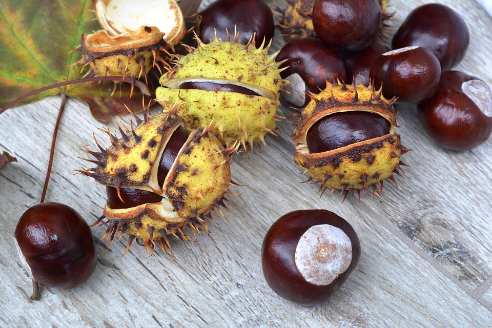 Horse chestnut