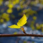 birch leaf1