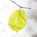 birch leaf3