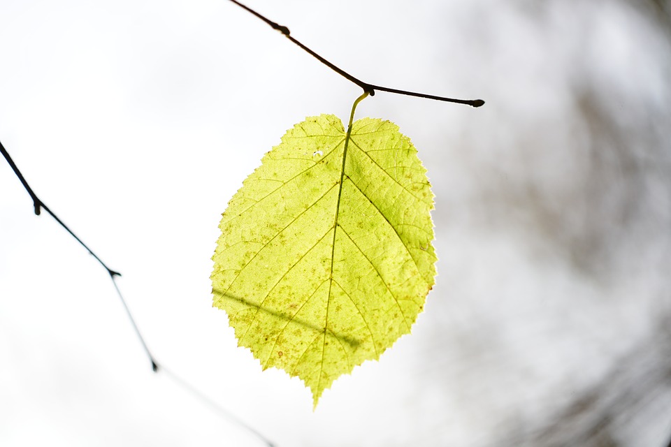 birch leaf