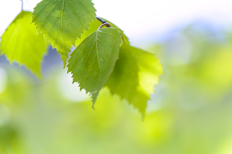 birch leaf