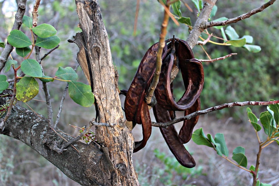 carob