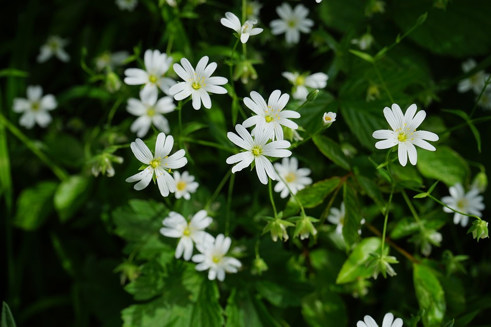 chickweed