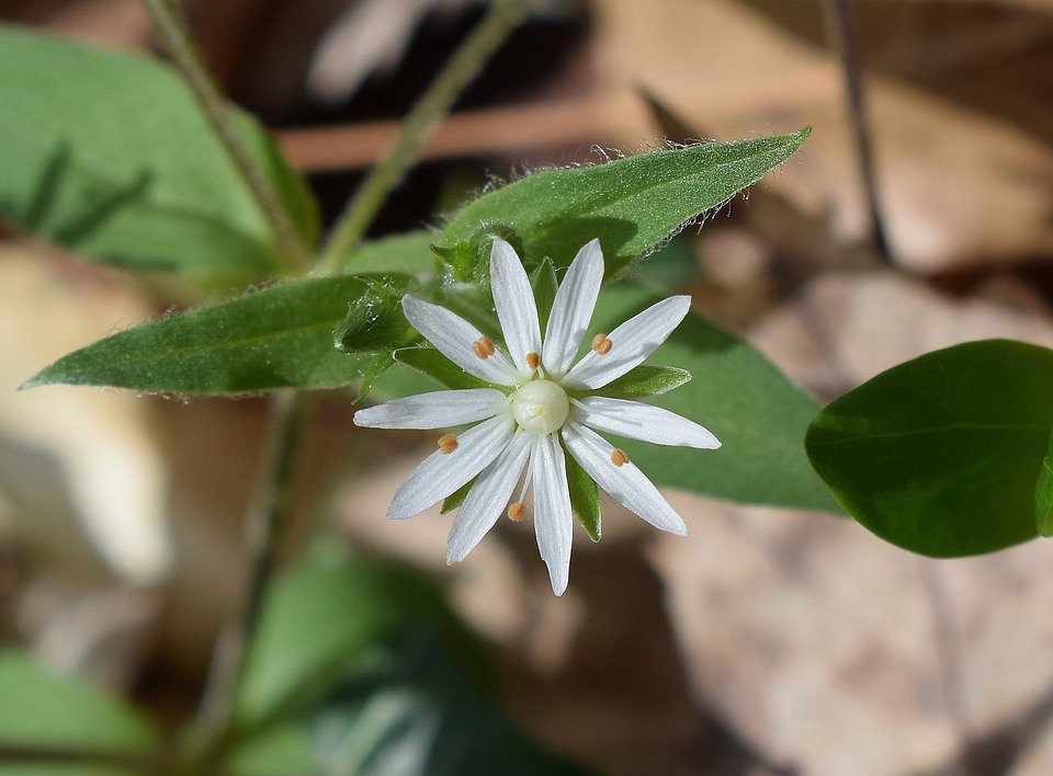 chickweed