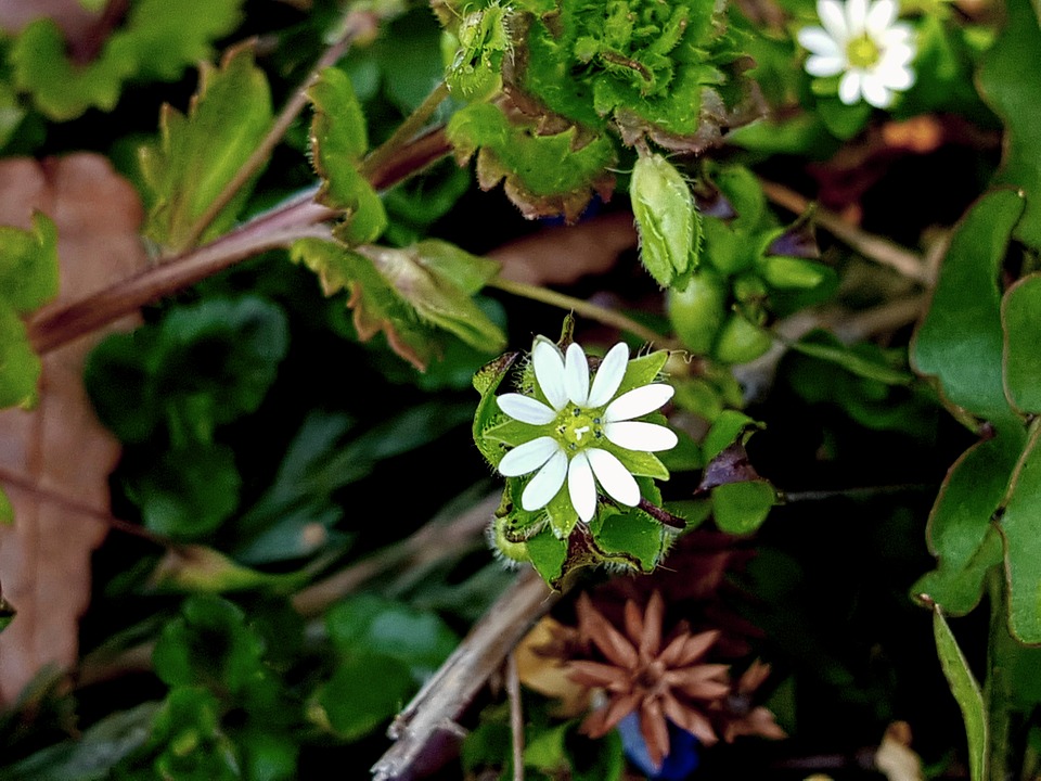 chickweed