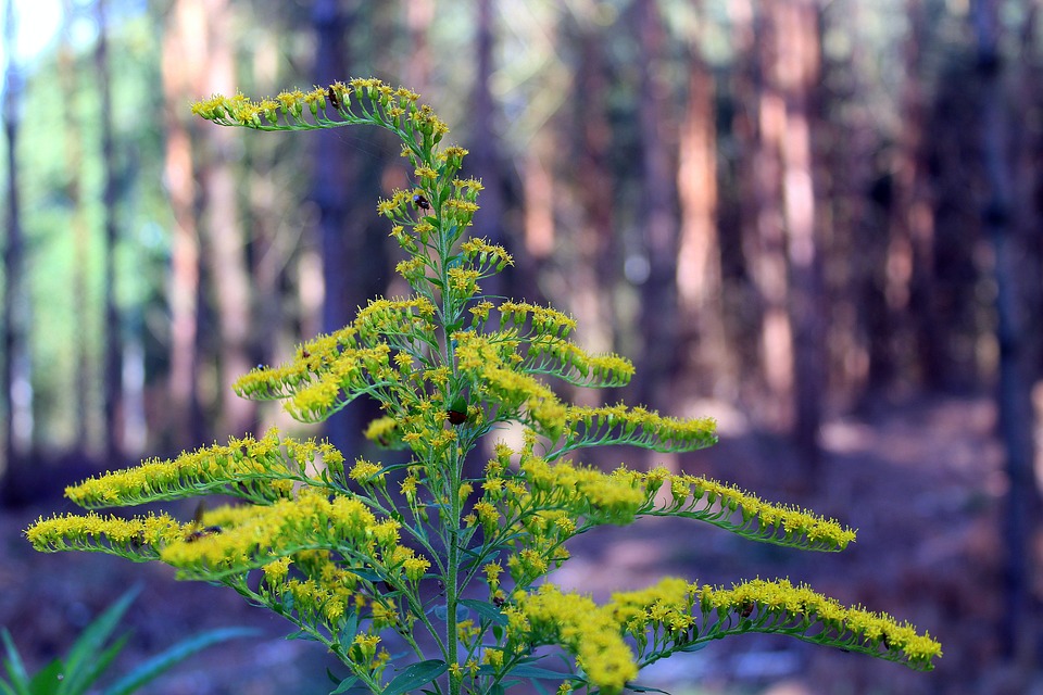 goldenrod