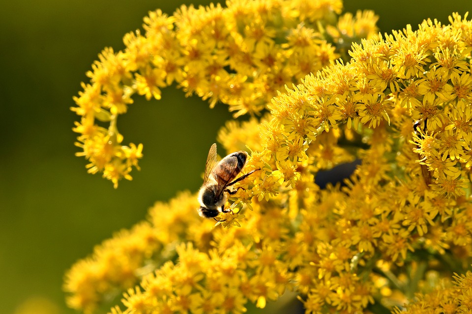 goldenrod