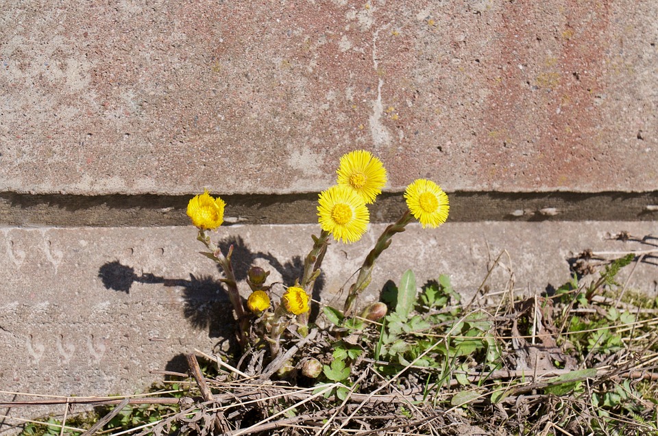 coltsfoot