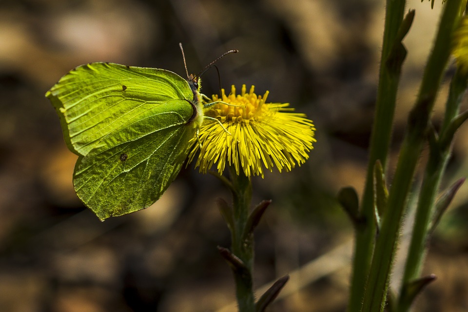 coltsfoot