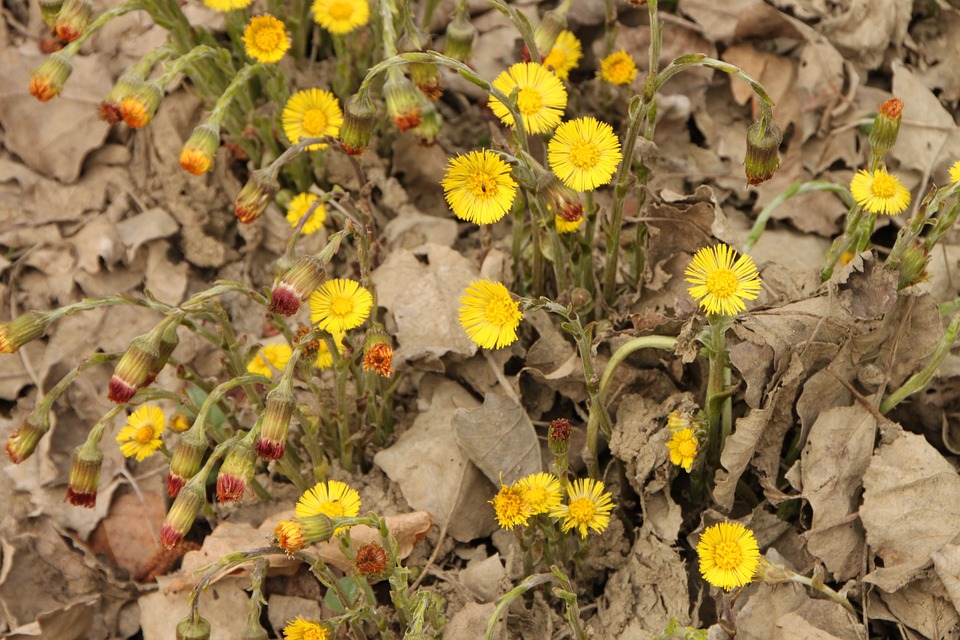 coltsfoot