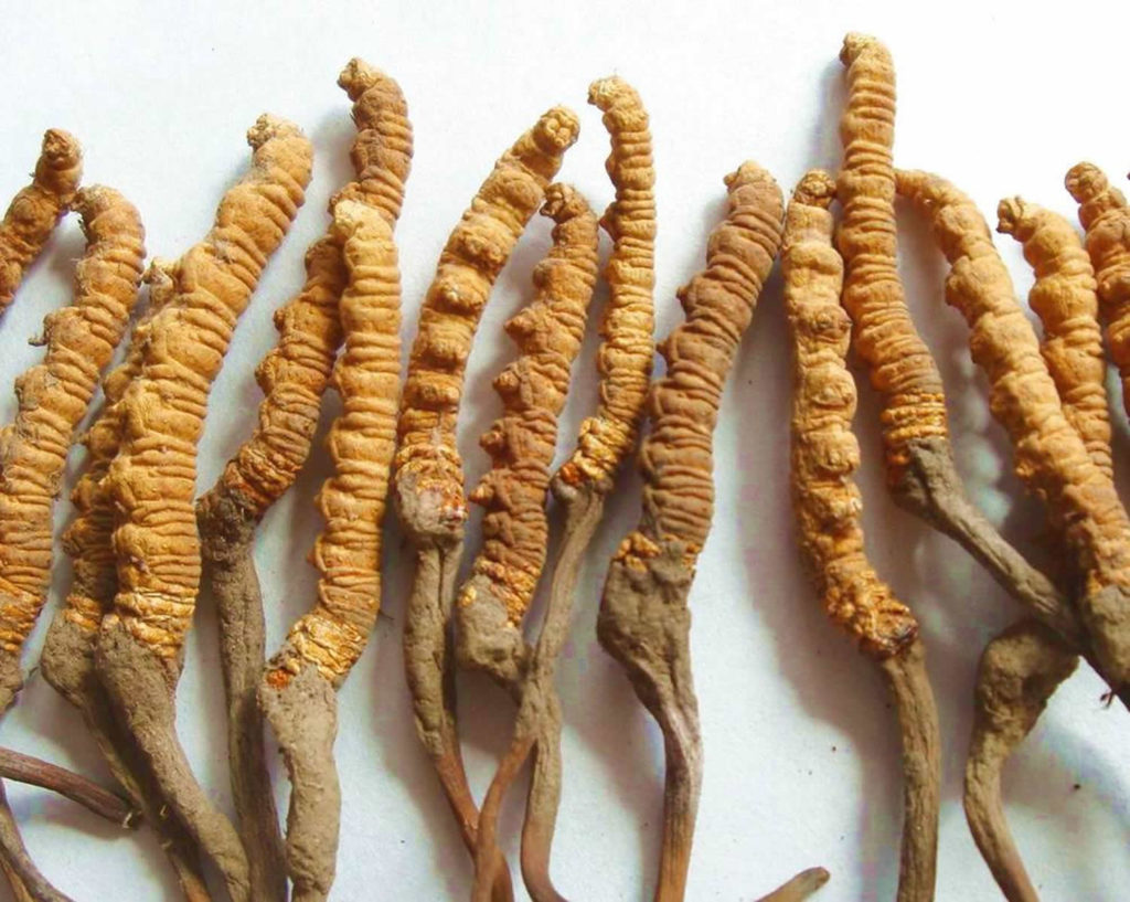 cordyceps