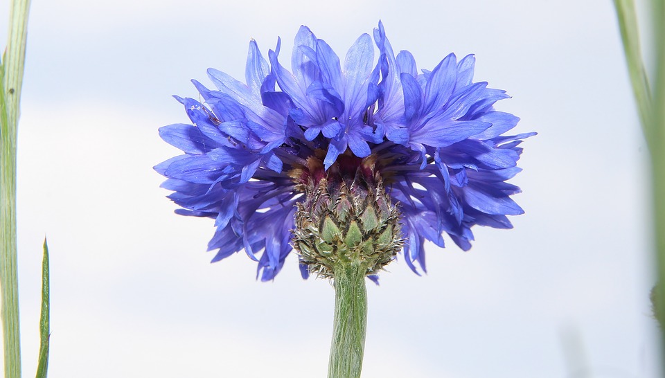 cornflowers