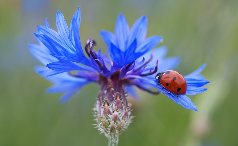 cornflowers