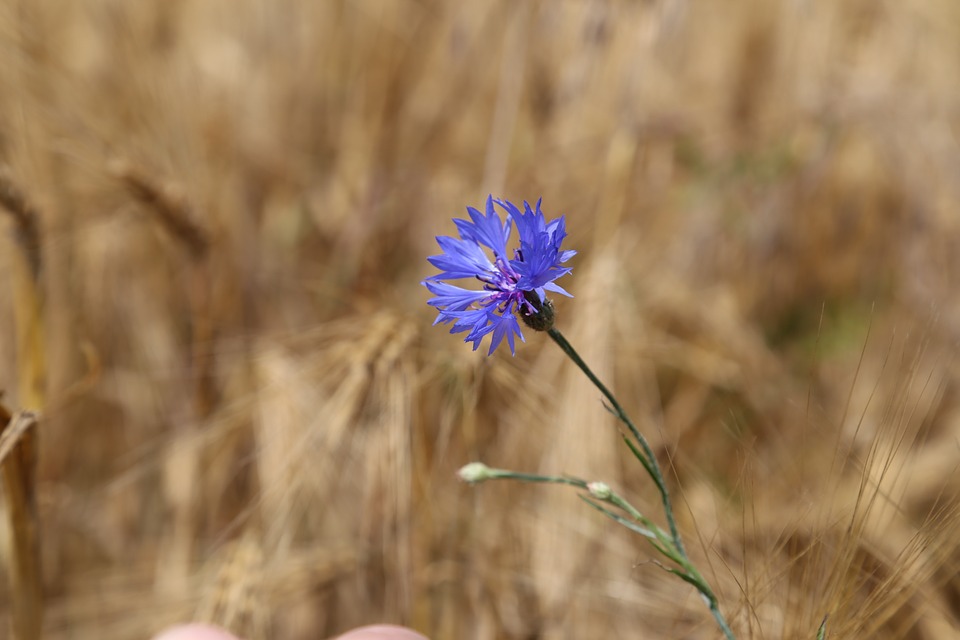 cornflowers