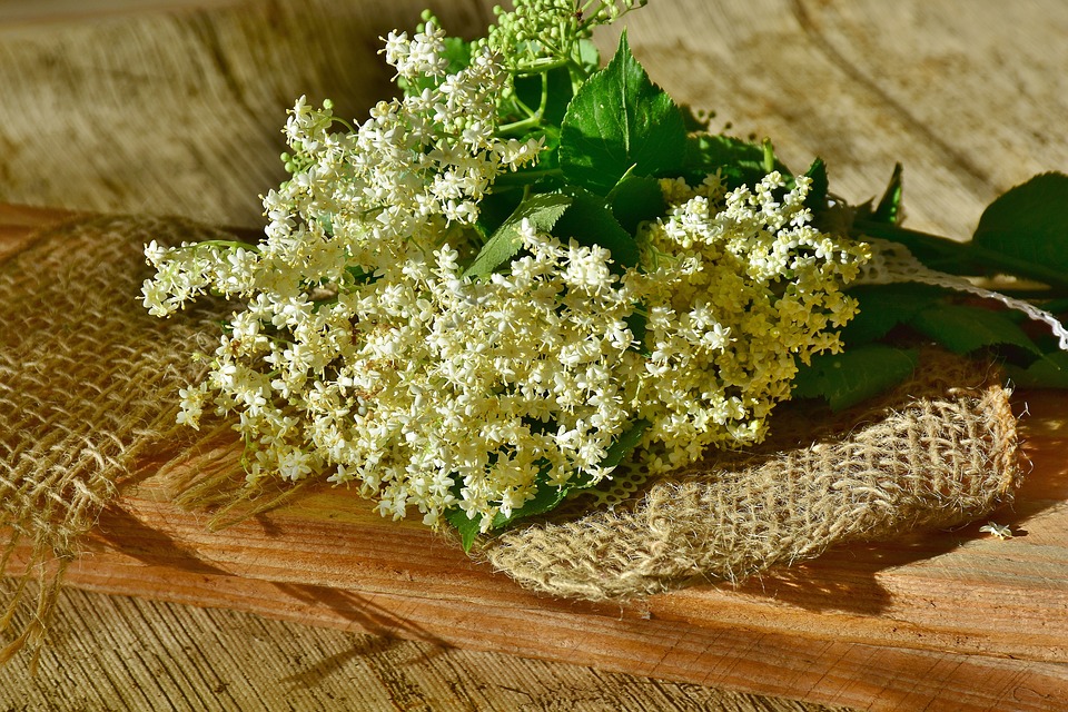 elderflower