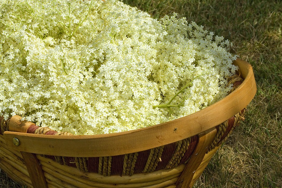 elderflower